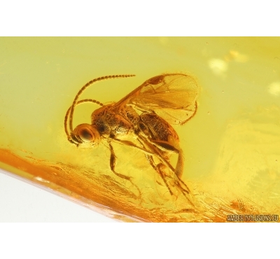 Wasp Braconidae Cheloninae. Fossil inclusion Baltic amber #14818