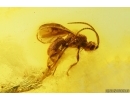 Wasp Braconidae Cheloninae. Fossil inclusion Baltic amber #14818