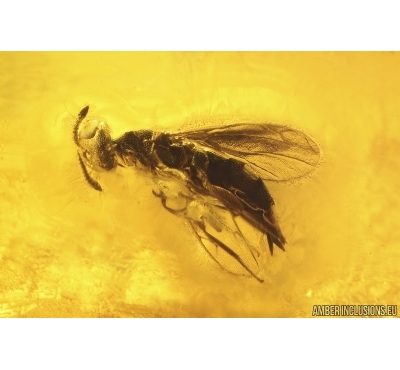 Chalcid Wasp Chalcidoidea. Fossil insect in Baltic amber #14819