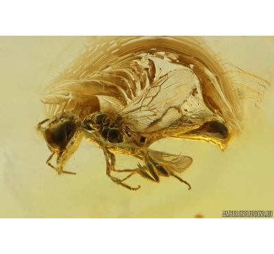 Nice Rare Wasp Hymenoptera Crabronidae Fossil inclusion Baltic amber #14820