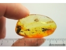 Nice Rare Wasp Hymenoptera Crabronidae Fossil inclusion Baltic amber #14820