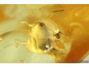 2 Ants Formicidae Dolichoderus and Brown Scavenger Beetle Latridiidae. Fossil inclusions Ukrainian Rovno amber #14831R