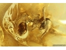 2 Ants Formicidae Dolichoderus and Brown Scavenger Beetle Latridiidae. Fossil inclusions Ukrainian Rovno amber #14831R