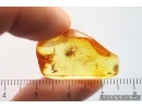 2 Ants Formicidae Dolichoderus and Brown Scavenger Beetle Latridiidae. Fossil inclusions Ukrainian Rovno amber #14831R