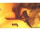 Many Ants Formicidae,  Spider, Plant and Rare Round fungus Beetle Leiodidae. Fossil inclusions Baltic amber #14833