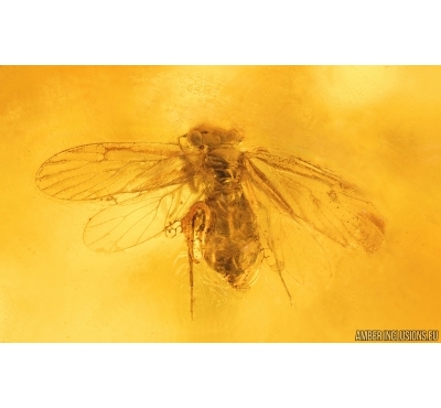 Moth Lepidoptera. Fossil inclusion Baltic amber stone #14884