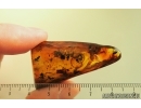 Many Ants Formicidae,  Spider, Plant and Rare Round fungus Beetle Leiodidae. Fossil inclusions Baltic amber #14833