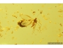 Ant Formicidae Nylanderia pygmaea, Plant, Mites, Aphid and More. Fossil inclusions Ukrainian Rovno amber #14835R