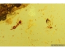 Ant Formicidae Nylanderia pygmaea, Plant, Mites, Aphid and More. Fossil inclusions Ukrainian Rovno amber #14835R