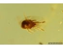 Ant Formicidae Nylanderia pygmaea, Plant, Mites, Aphid and More. Fossil inclusions Ukrainian Rovno amber #14835R