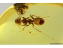 Ant Formicidae Yantaromyrmex. Fossil inclusion Baltic amber #14836