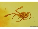 Ant Formicidae Ctenobethylus goepperti and Mite Acari. Fossil inclusions Baltic amber stone #14837