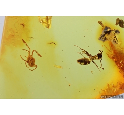Ant Formicidae Ctenobethylus goepperti and Mite Acari. Fossil inclusions Baltic amber stone #14837
