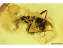 Rare Ant Formicidae Formica gustawi. Fossil insect in Baltic amber #14838