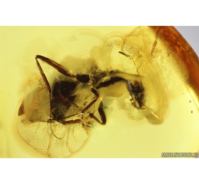 Rare Ant Formicidae Formica gustawi. Fossil insect in Baltic amber #14838