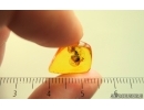 Rare Ant Formicidae Formica gustawi. Fossil insect in Baltic amber #14838