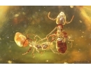 2 Ants Formicidae Ctenobethylus goepperti. Fossil insects Baltic amber stone #14839