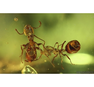 2 Ants Formicidae Ctenobethylus goepperti. Fossil insects Baltic amber stone #14839