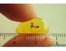 2 Ants Formicidae Ctenobethylus goepperti. Fossil insects Baltic amber stone #14839