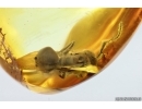 Rare Ant Formicidae Dolichoderus ?punctatus. Fossil inclusion in Ukrainian Rovno amber #14840R