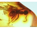 Ant Formicidae Formica. Fossil insect in Baltic amber #14841