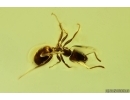 Nice Ant Formicidae Ctenobethylus goepperti. Fossil insect in Baltic amber stone #14842