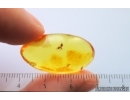 Nice Ant Formicidae Ctenobethylus goepperti. Fossil insect in Baltic amber stone #14842