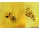 2 Ants Formicidae Ctenobethylus goepperti and More Fossil insects in Baltic amber stone #14843