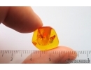 2 Ants Formicidae Ctenobethylus goepperti and More Fossil insects in Baltic amber stone #14843