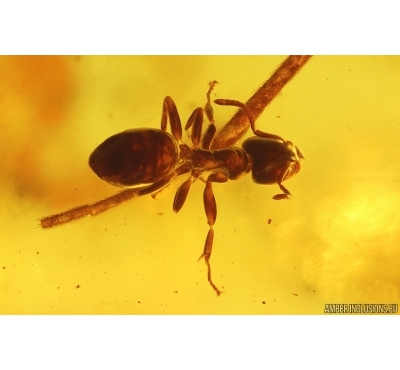 Ant Formicidae Ctenobethylus goepperti. Fossil insect in Baltic amber stone #14844