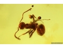 Ant Lasius schiefferdeckeri, Spider Araneae and Stalactite. Fossil inclusions Ukrainian Rovno amber #14845R