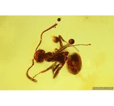 Ant Lasius schiefferdeckeri and Spider Araneae. Fossil inclusions Ukrainian Rovno amber #14845R