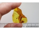Ant Lasius schiefferdeckeri, Spider Araneae and Stalactite. Fossil inclusions Ukrainian Rovno amber #14845R