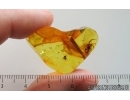 Ant Lasius schiefferdeckeri, Spider Araneae and Stalactite. Fossil inclusions Ukrainian Rovno amber #14845R