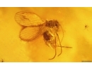 Two Ants Lasius schiefferdeckeri and More. Fossil inclusions Baltic amber #14846