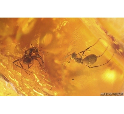 Two Ants Lasius schiefferdeckeri and More. Fossil inclusions Baltic amber #14846