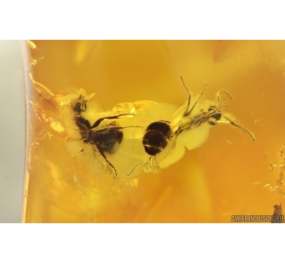 2 Ants ?Dolichoderus. Fossil inclusions Baltic amber #14847