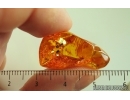 2 Ants ?Dolichoderus. Fossil inclusions Baltic amber #14847