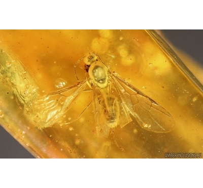 Nice Winged Ant Male Formicidae Yantaromyrmex geinitzi. Fossil inclusion Baltic amber #14849