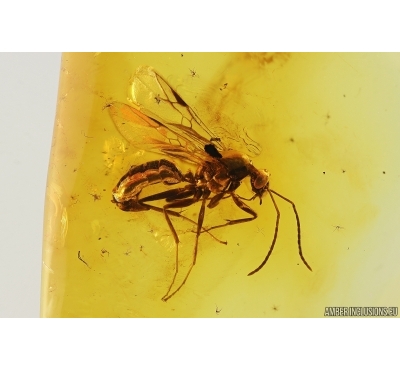 Nice Vinged Ant Male Formicidae Formica flori. Fossil insect in Baltic amber #14850