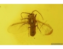 Nice Winged Coccid Coccoidea. Fossil insect in Baltic amber #14861