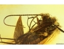 Nice Caddisfly Trichoptera with fungi. Fossil insect Baltic amber #14862