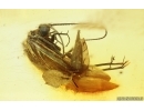 Nice Caddisfly Trichoptera with fungi. Fossil insect Baltic amber #14862