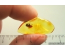 Nice Caddisfly Trichoptera with fungi. Fossil insect Baltic amber #14862