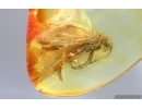 Nice Caddisfly Trichoptera. Fossil insect Baltic amber #14863