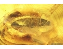 Nice Caddisfly Trichoptera and Beetle. Fossil insects Baltic amber #14864
