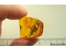 Nice Caddisfly Trichoptera and Beetle. Fossil insects Baltic amber #14864
