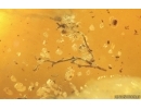 Nice Plant and Quartz crystals. Fossil inclusions Baltic amber #14866