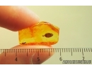 Nice Leaf. Fossil inclusion in Baltic amber stone #14867