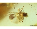 2 Leaves, Spider and Wasp. Fossil inclusions in Ukrainian Rovno amber #14868R